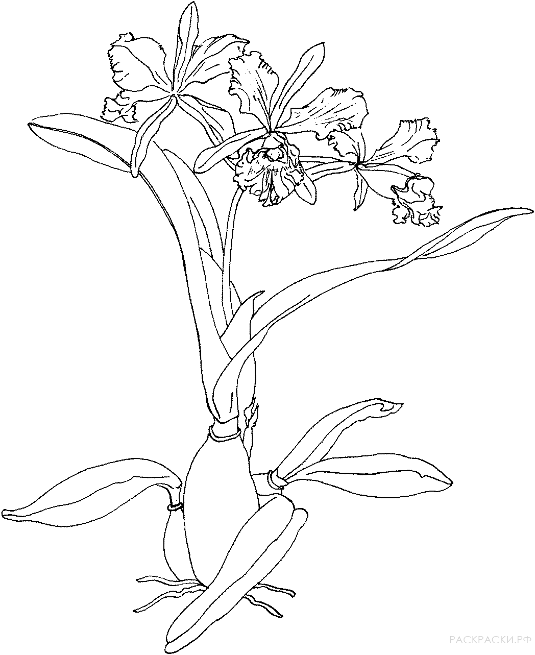 Раскраска рождественская орхидея
