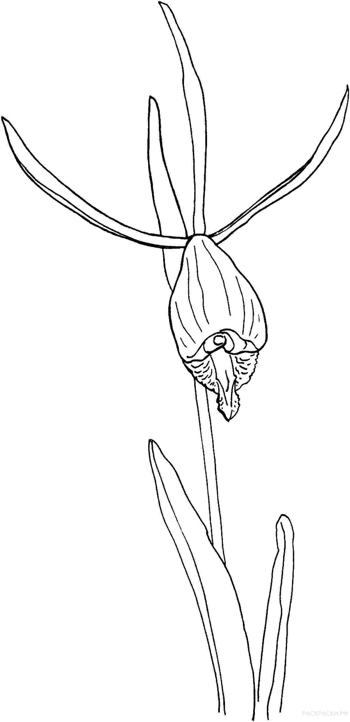 Раскраска Орхидея Клейстес