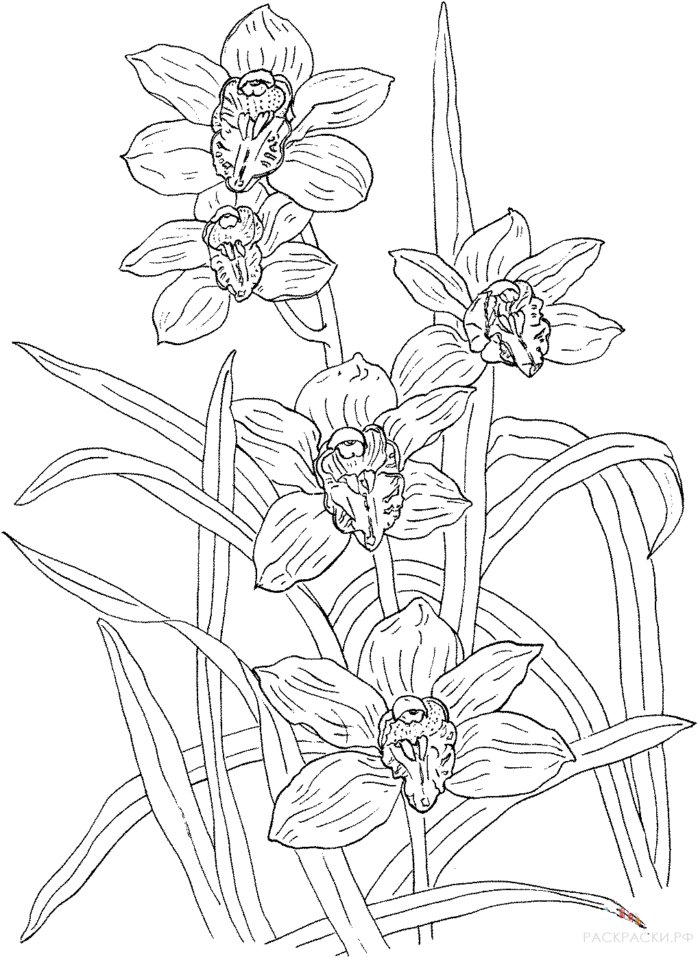 Раскраска Цимбидиум розанна