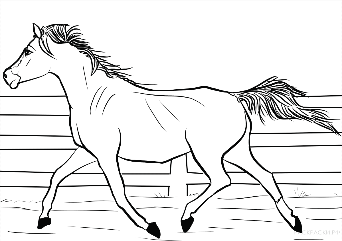 Раскраска Самка арабской лошади