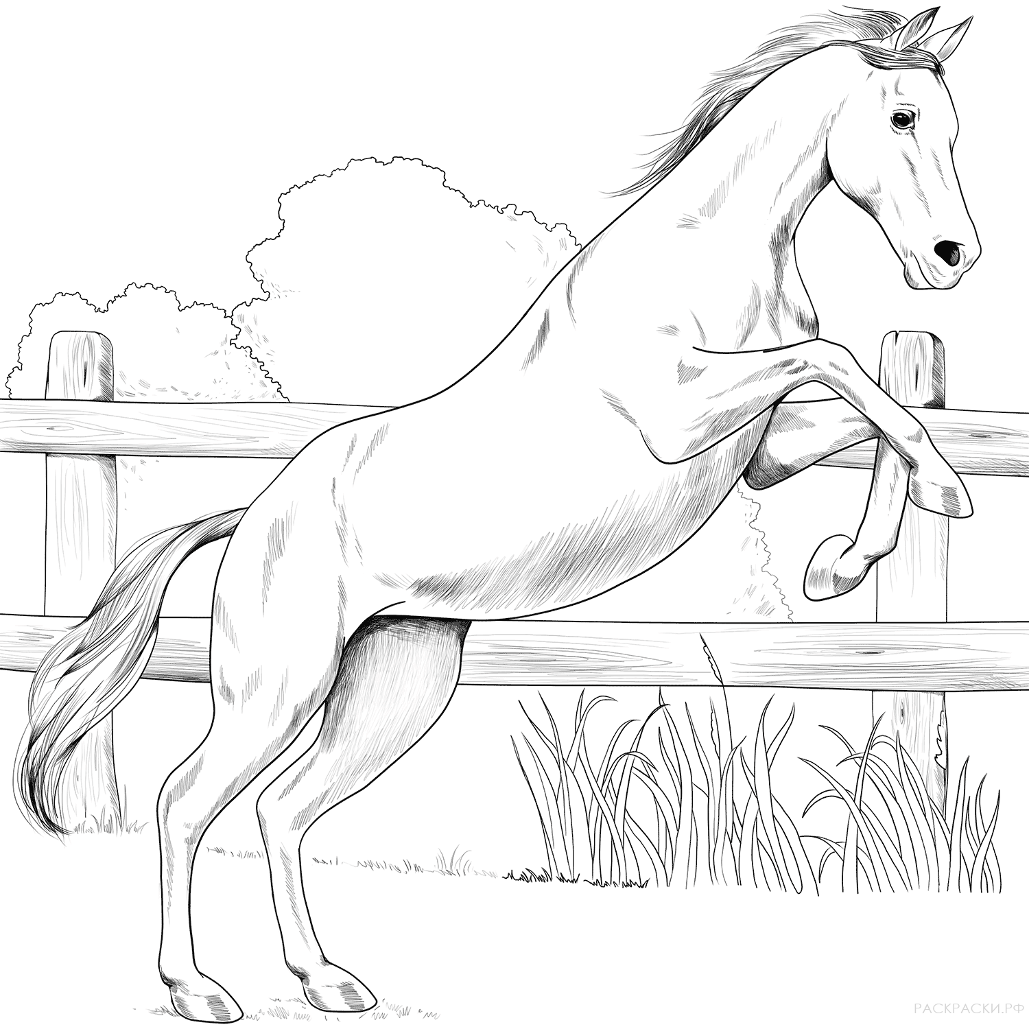 Раскраска Англо-арабская лошадь