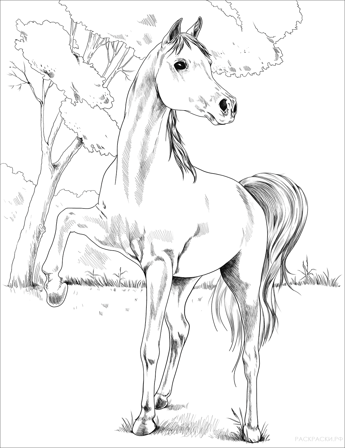 Раскраска Арабо-берберская лошадь