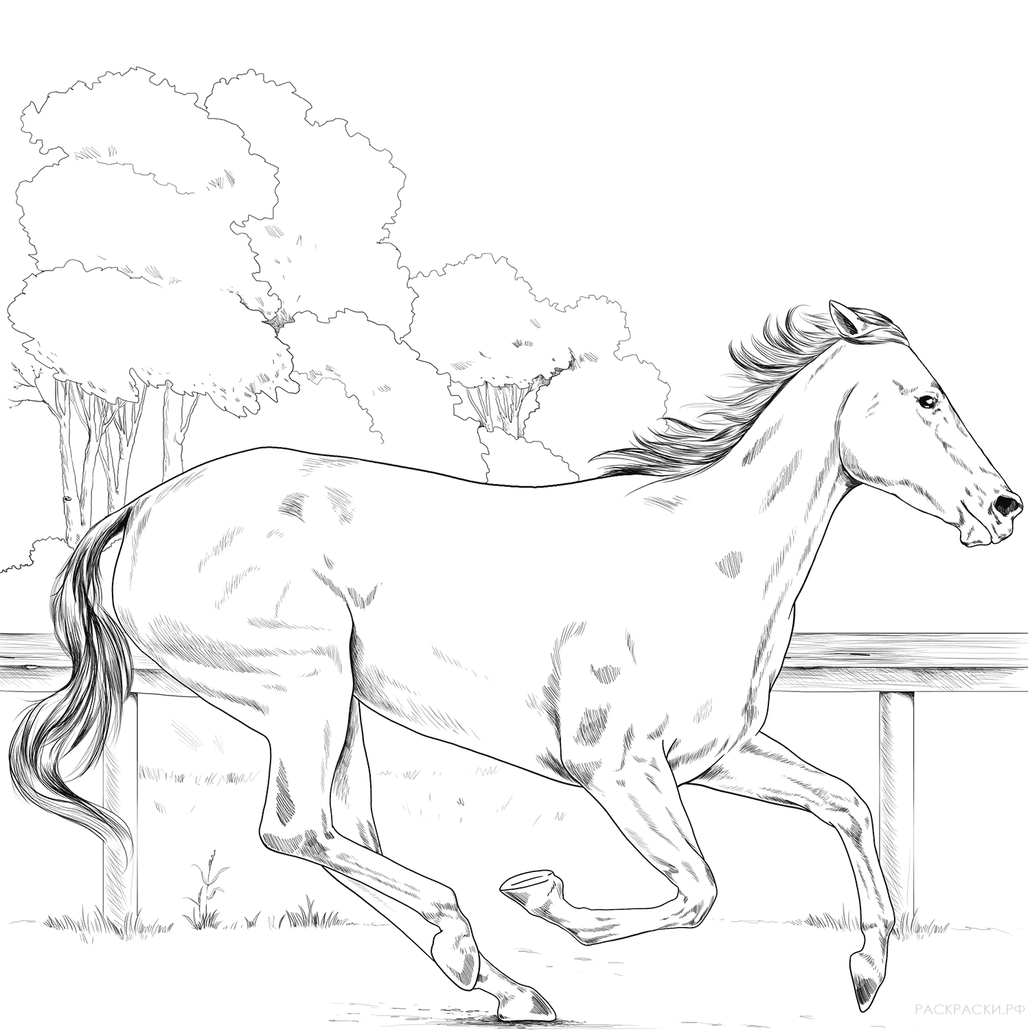 Раскраска Чистокровная верховая лошадь