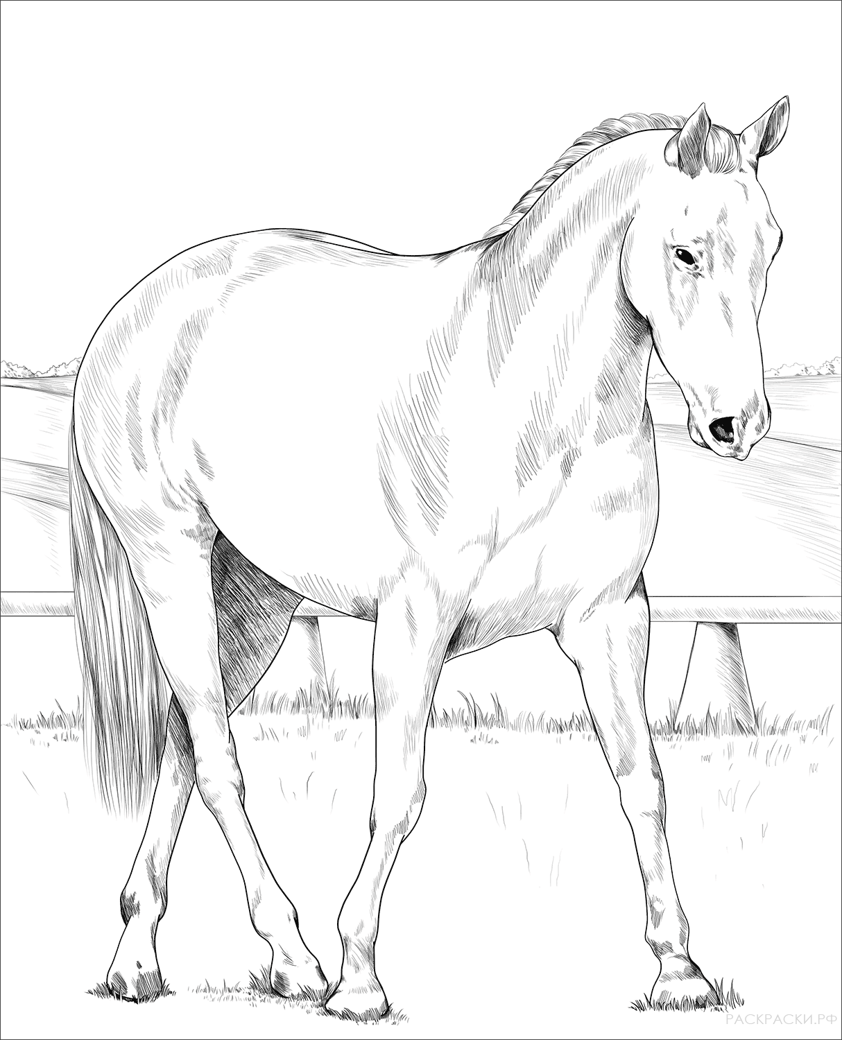 Раскраска Австралийская пастушья лошадь
