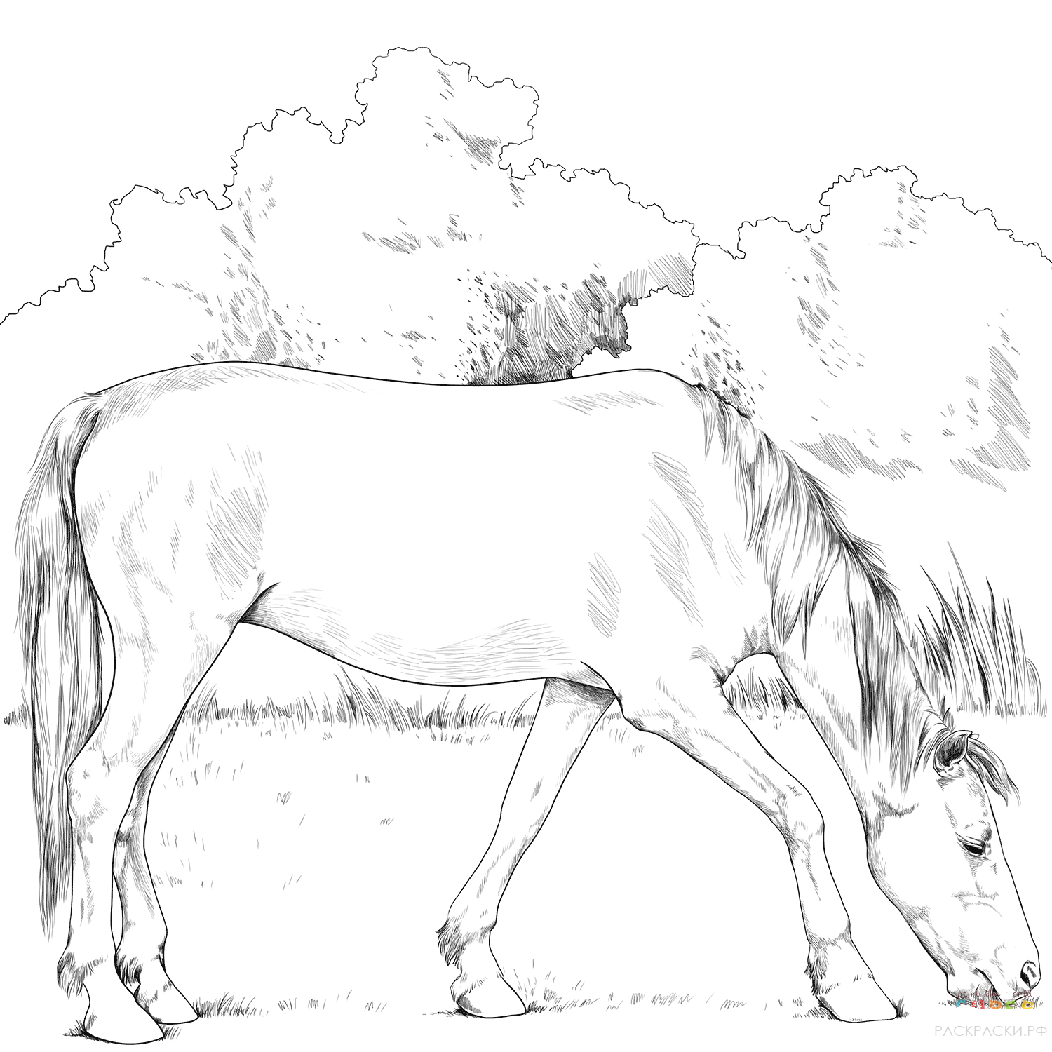 Раскраска Креольская лошадь
