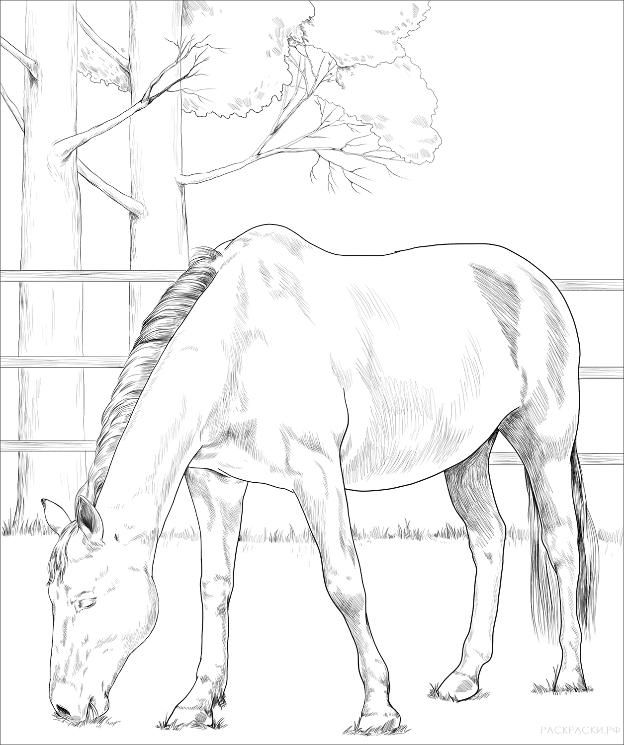Раскраска Голландская теплокровная лошадь