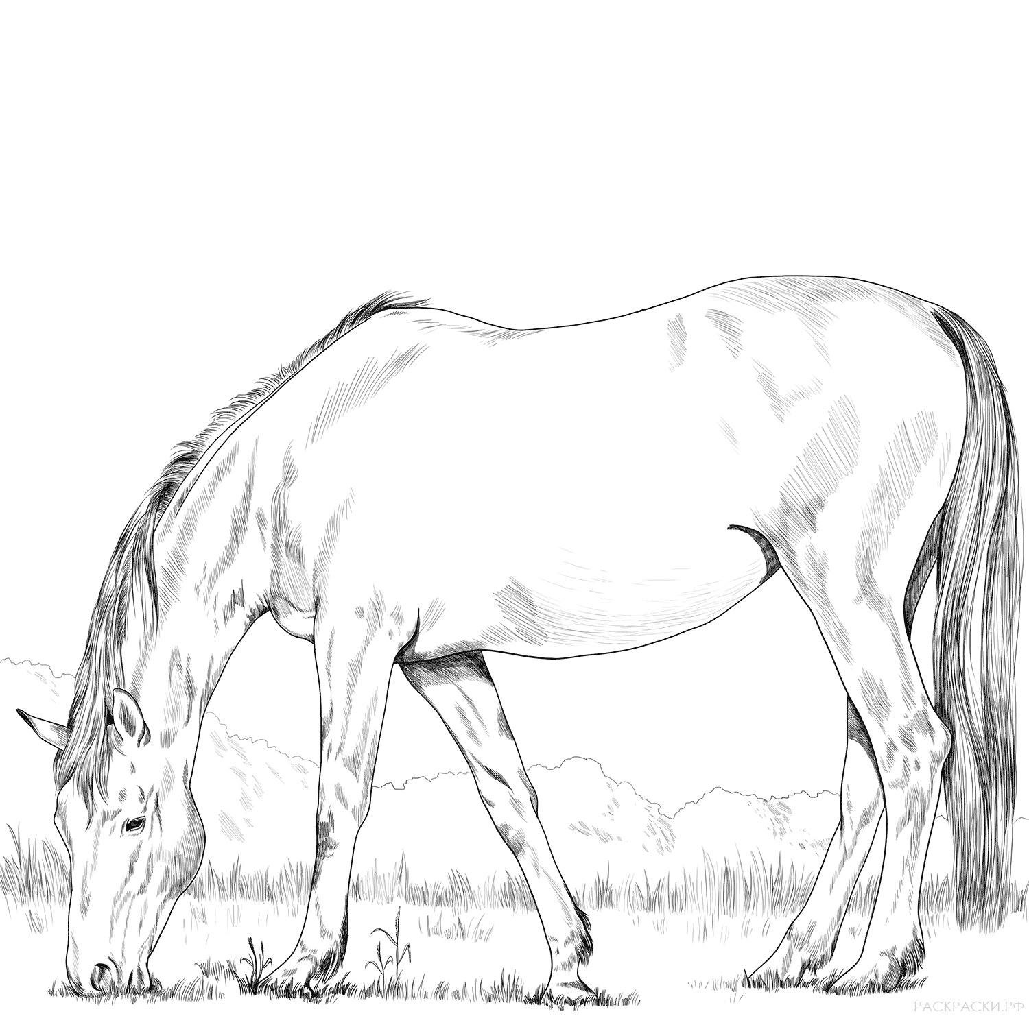 Раскраска Ганноверская лошадь