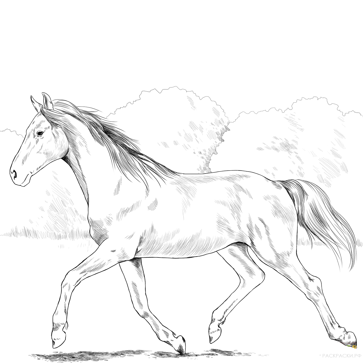Раскраска Голштинская лошадь