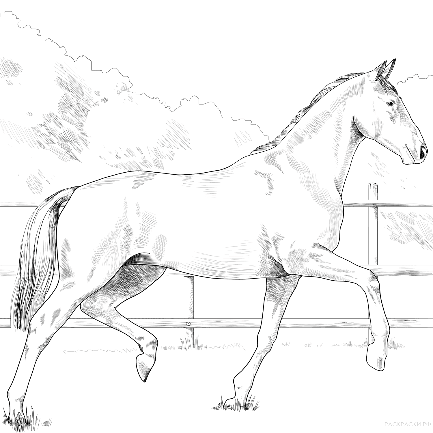 Раскраска Ольденбургская лошадь