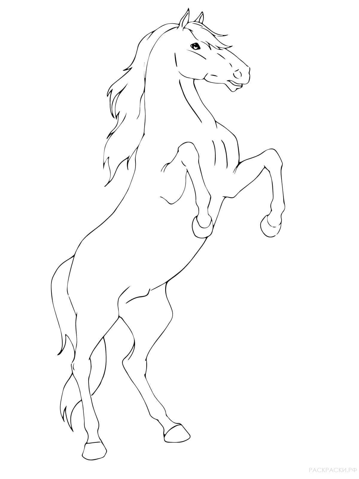 Раскраска Лошадь на дыбах