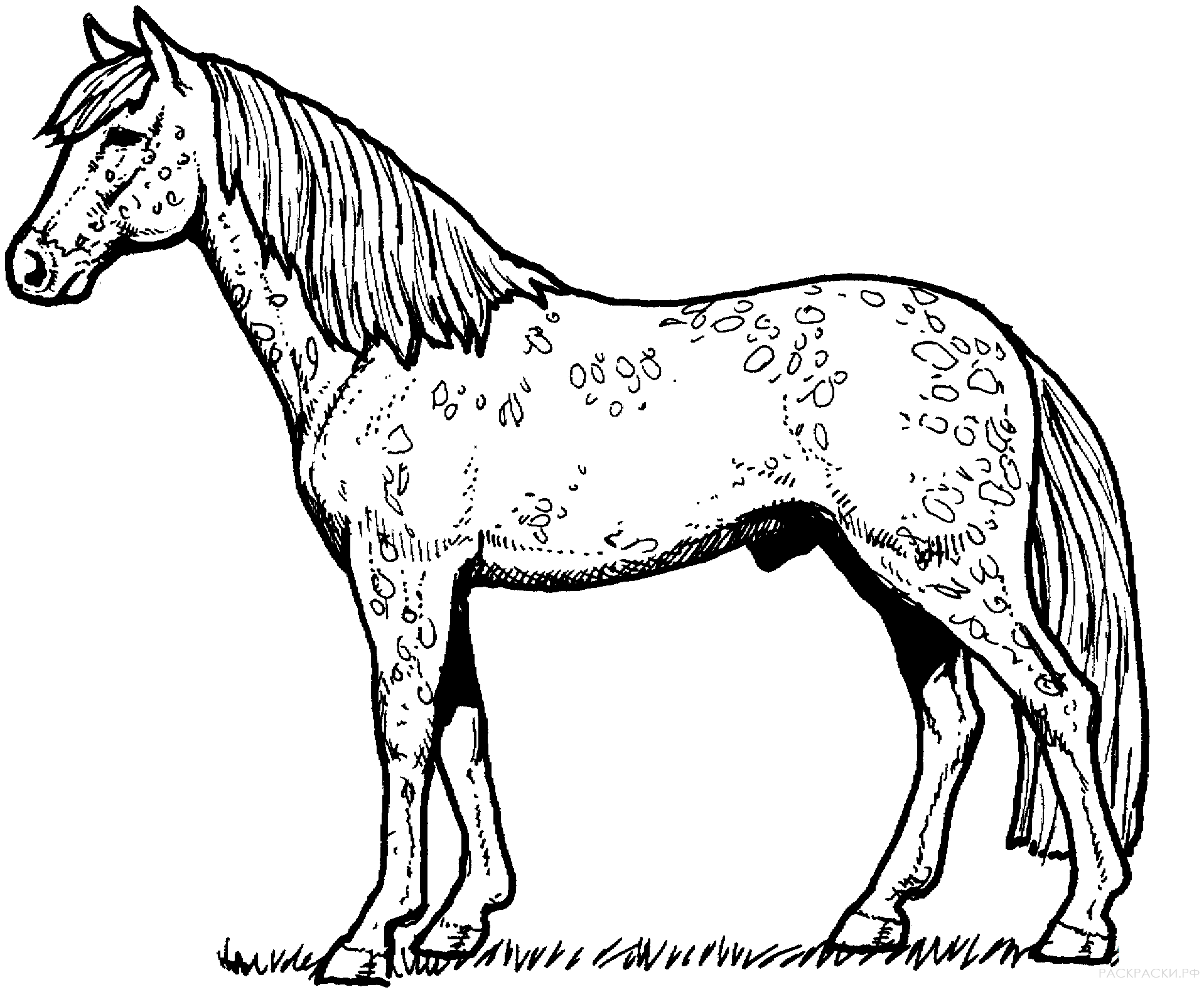 Раскраска Лошадь Аппалуза
