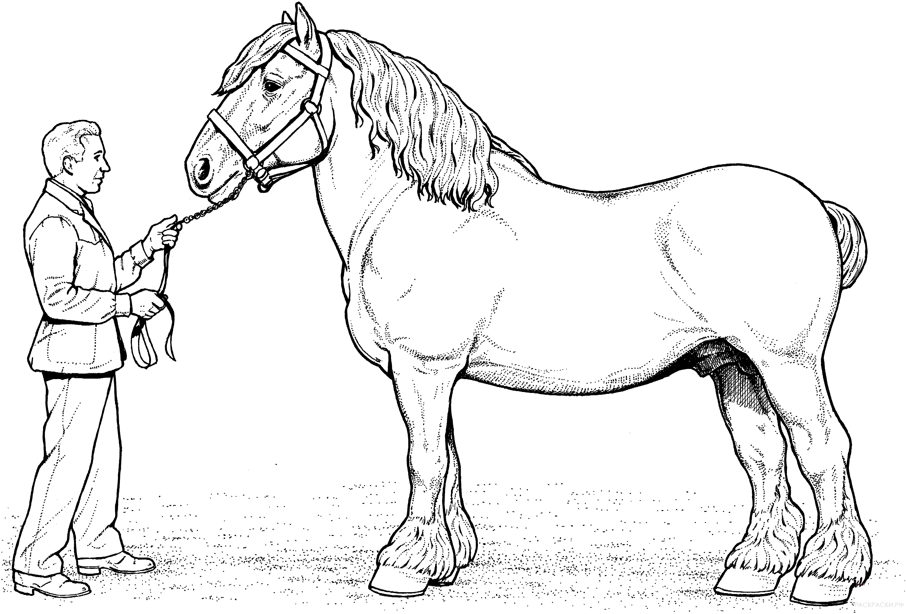 Раскраска лошадь Клейдесдаль