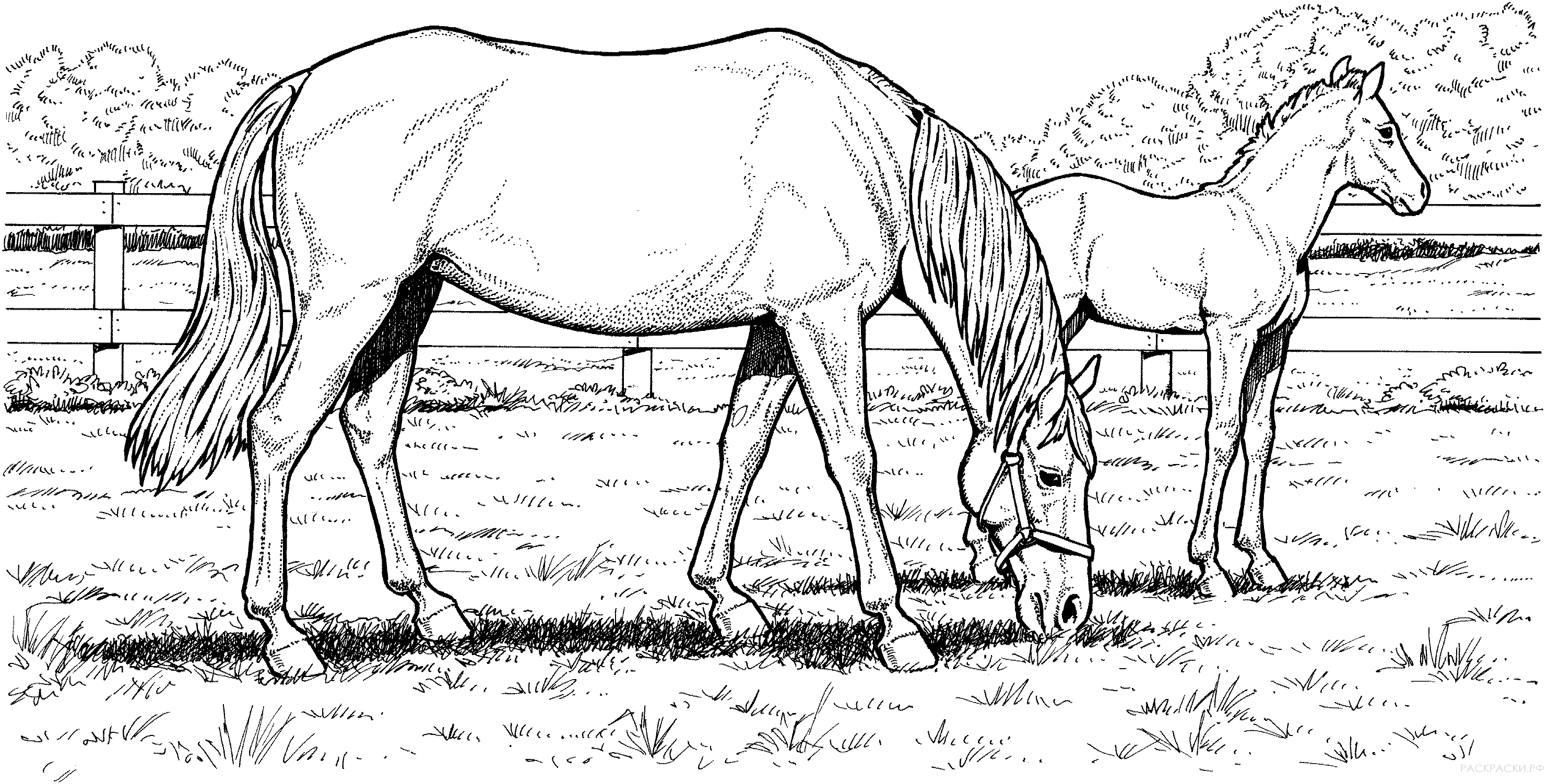 Раскраска Пасущаяся самка лошади и жеребёнок