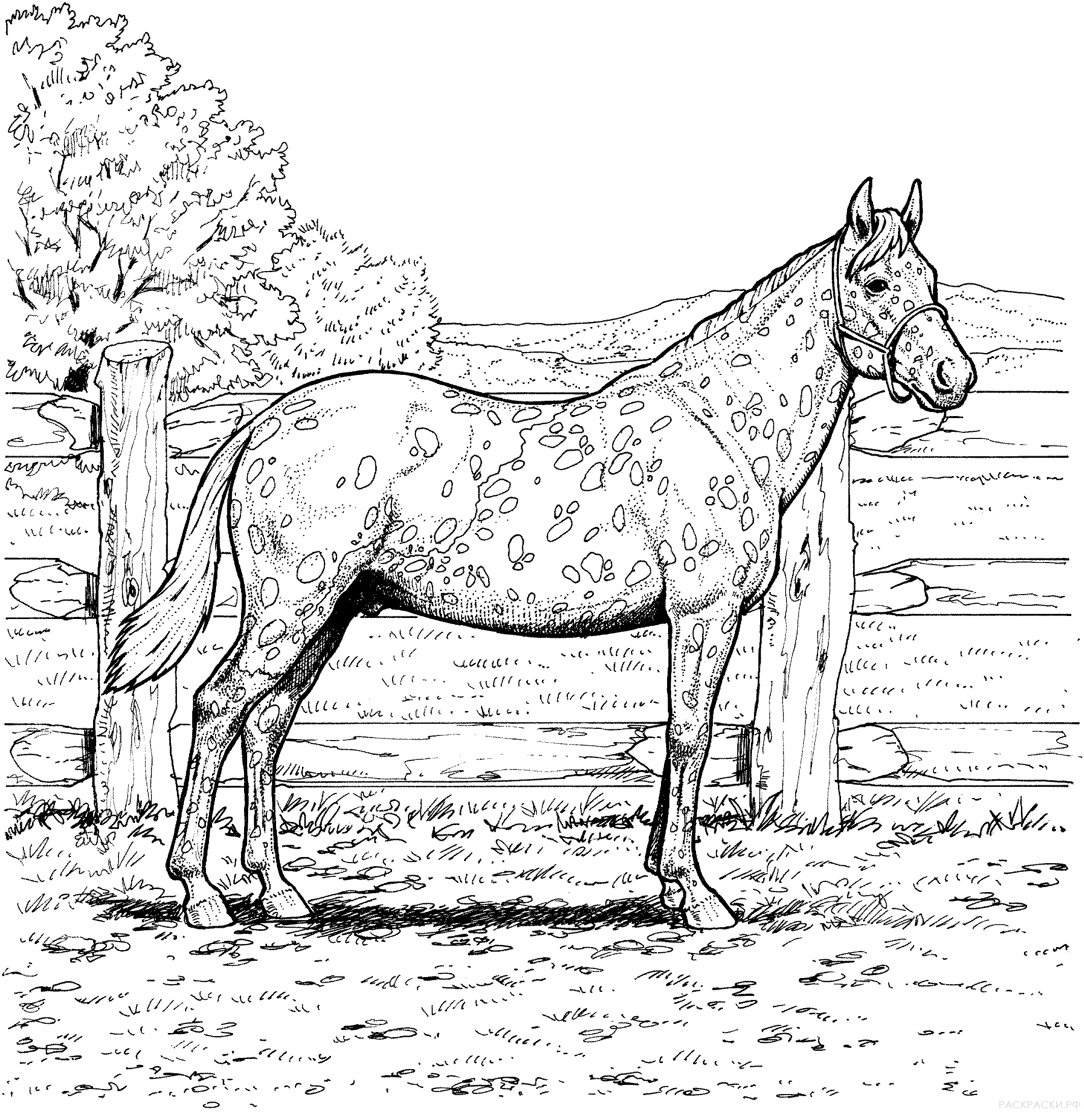 Раскраска лошадь кобыла