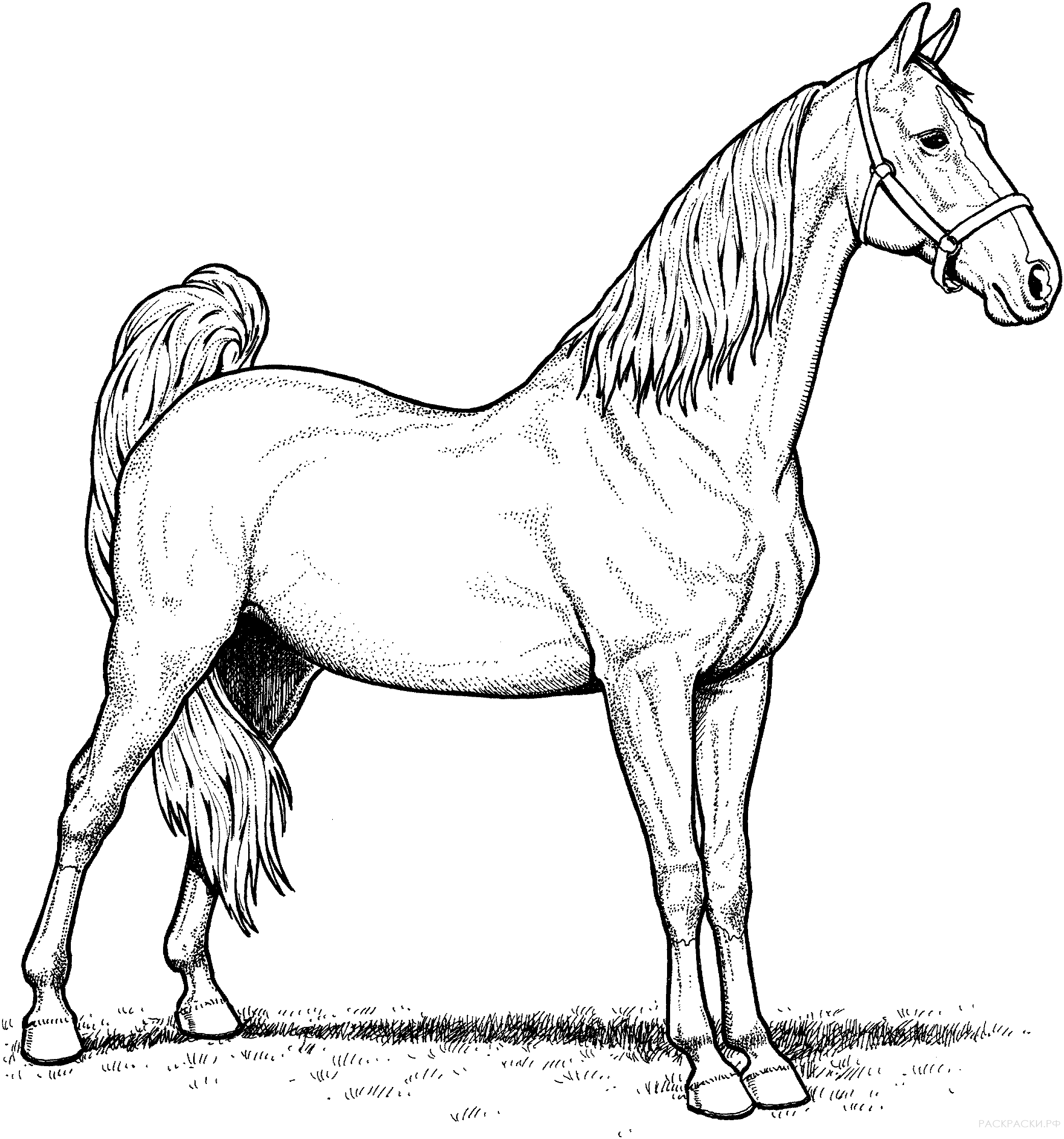 Коник печать. Раскраска. Лошади. Раскраска конь. Картинка лошадь раскраска. Лошадь раскраска для детей.