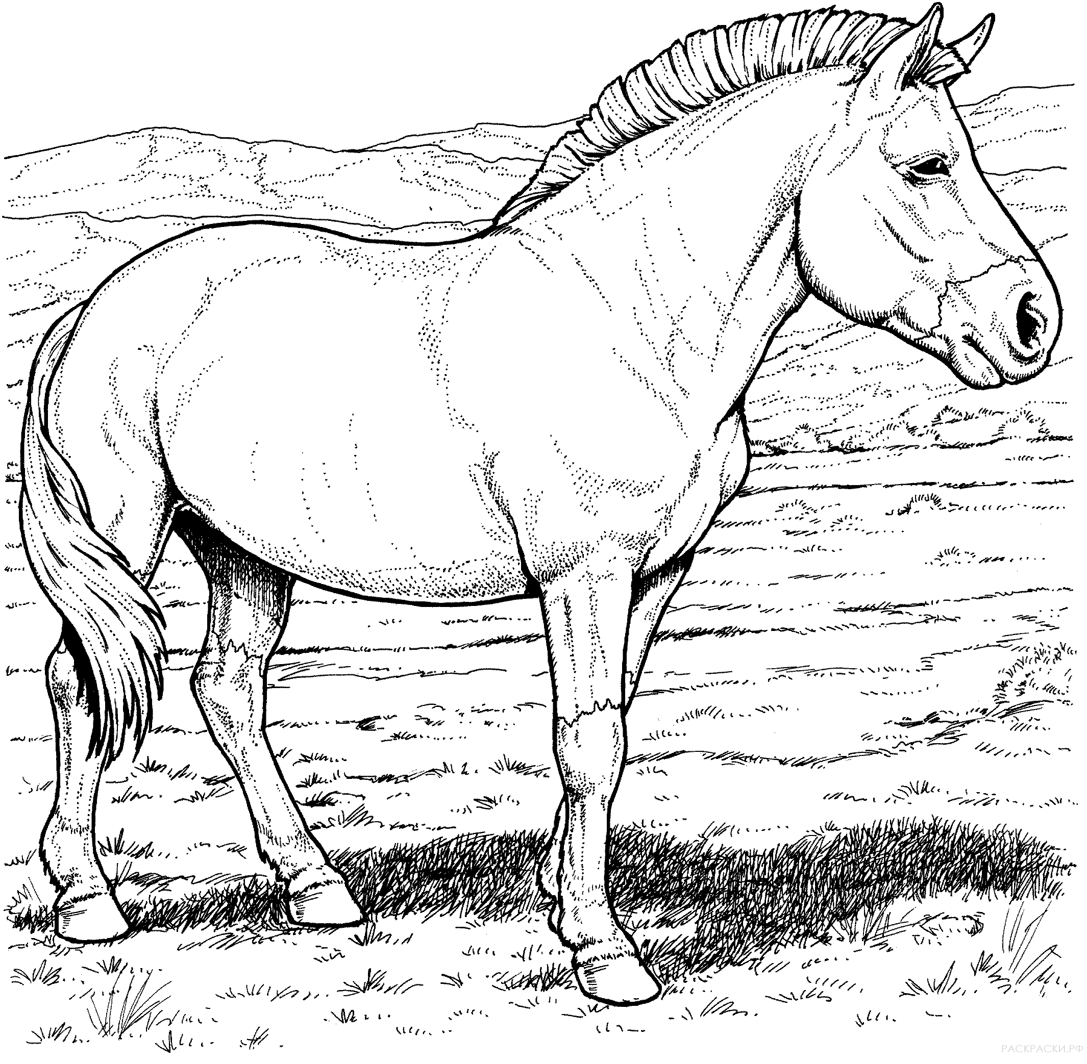 Раскраска лошадь Пржевальского