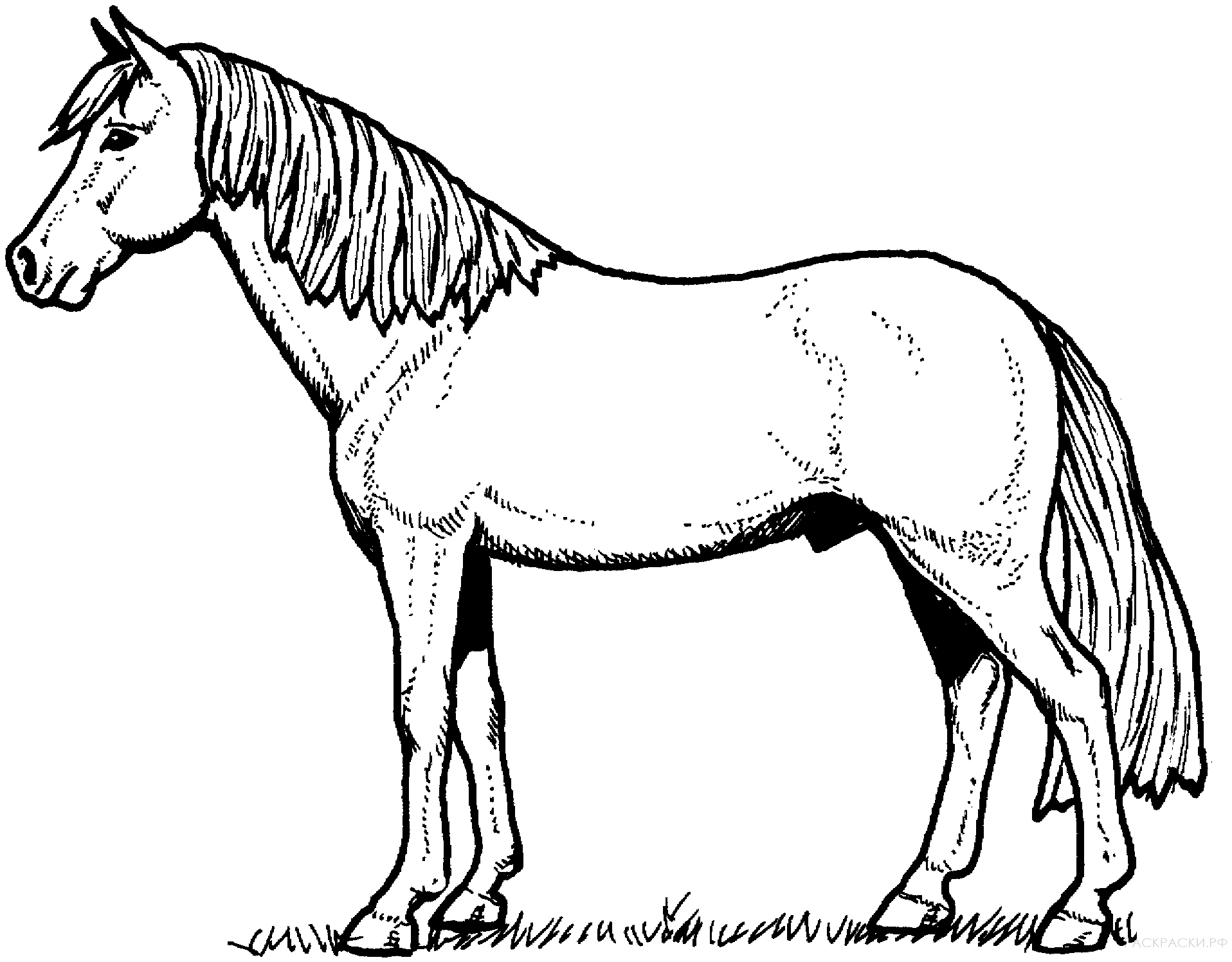 Лошадь черно белая раскраска