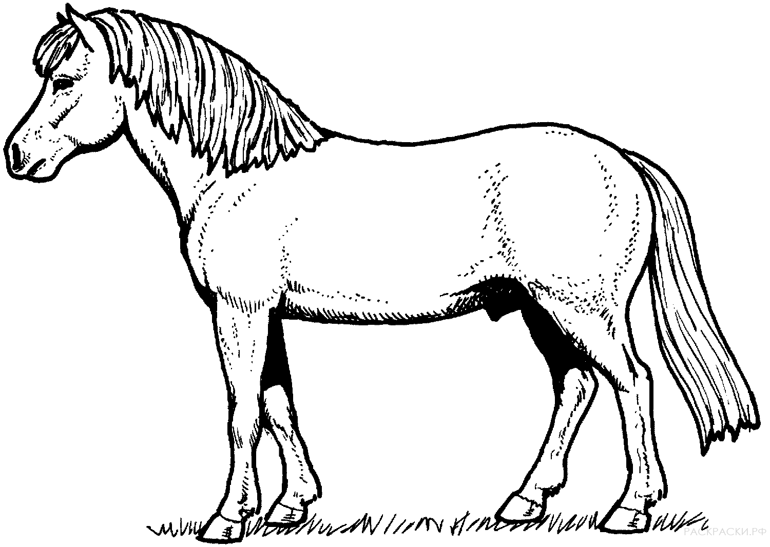 Раскраска Лошадь на траве