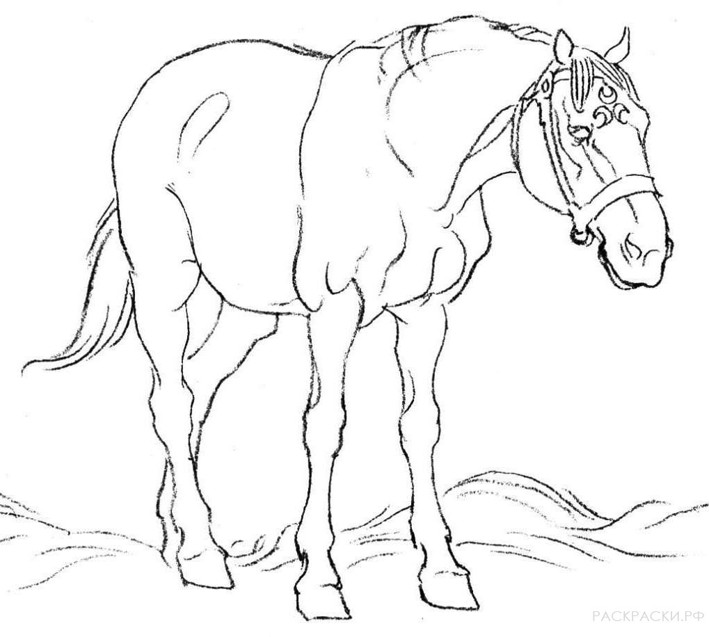 Раскраска Лошадь в поле