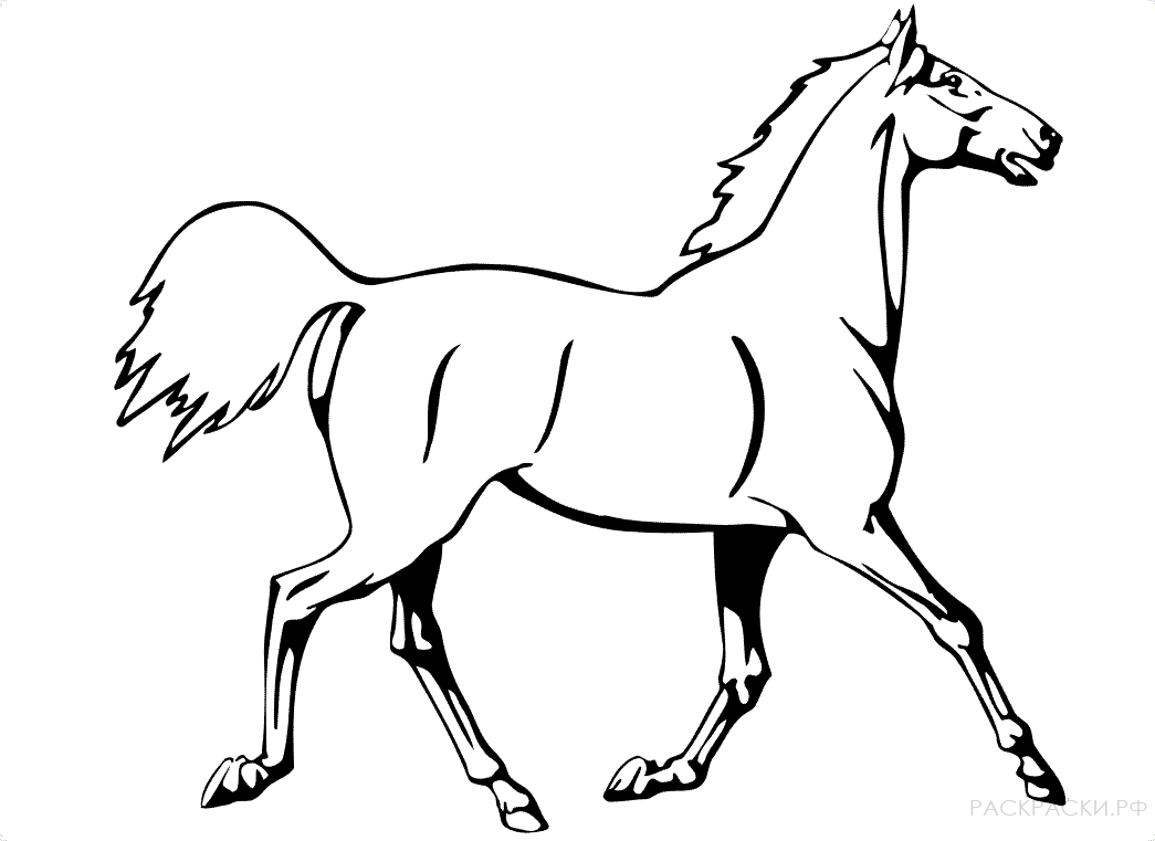 Раскраска бегущая лошадь