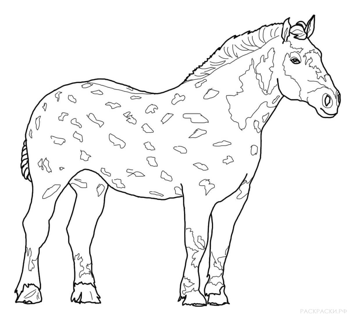 Раскраска Лошадь Першерон