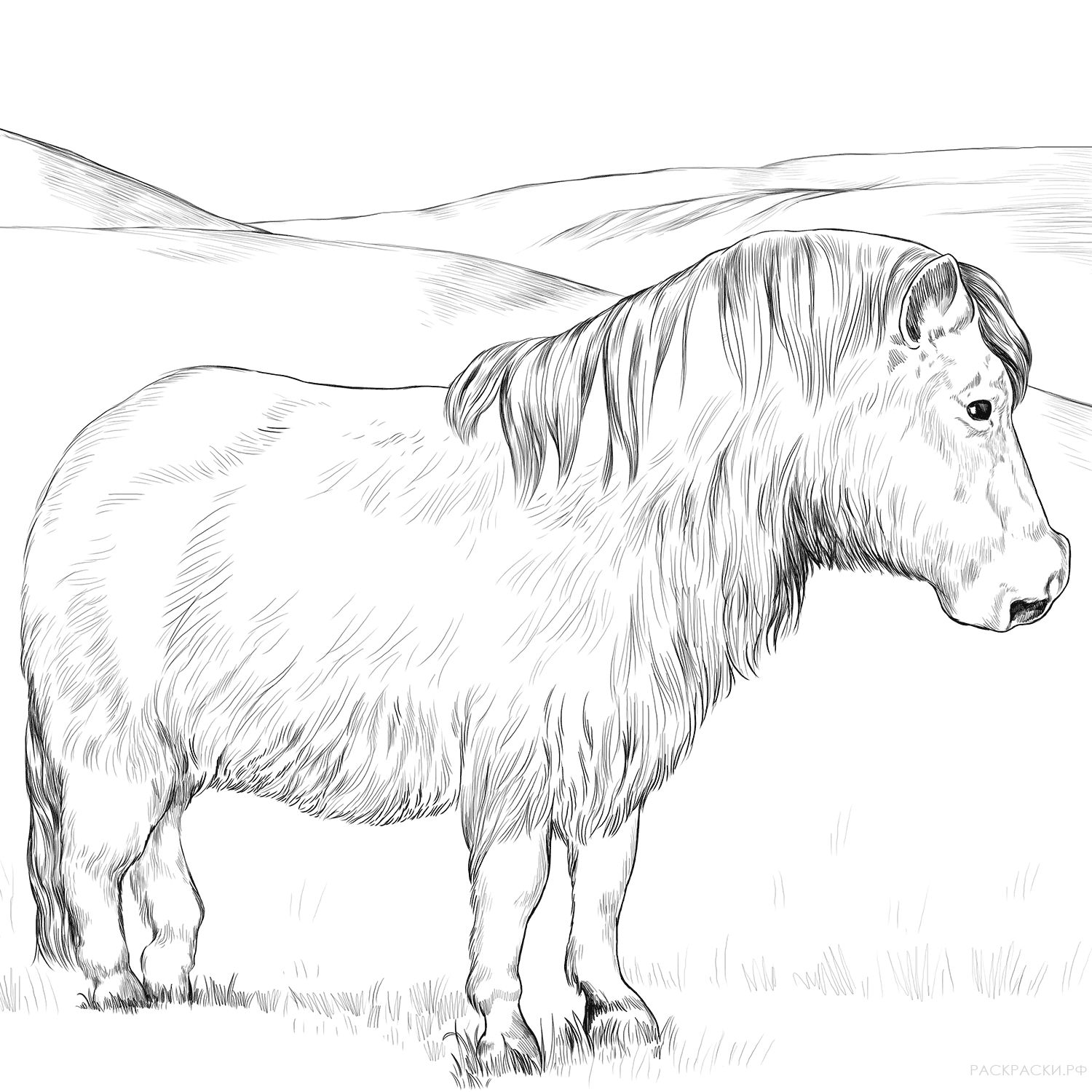 Раскраска Уэльский пони