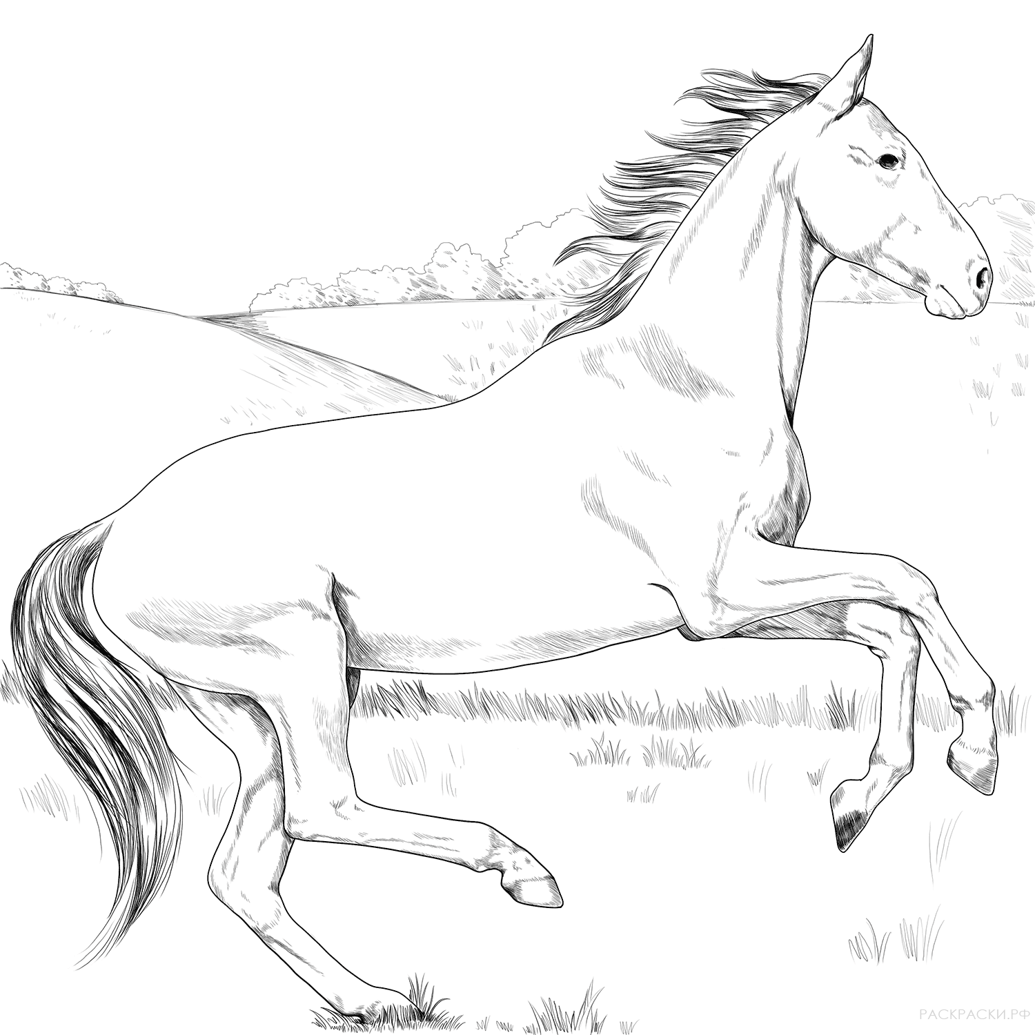 Раскраска Ахалтекинская лошадь