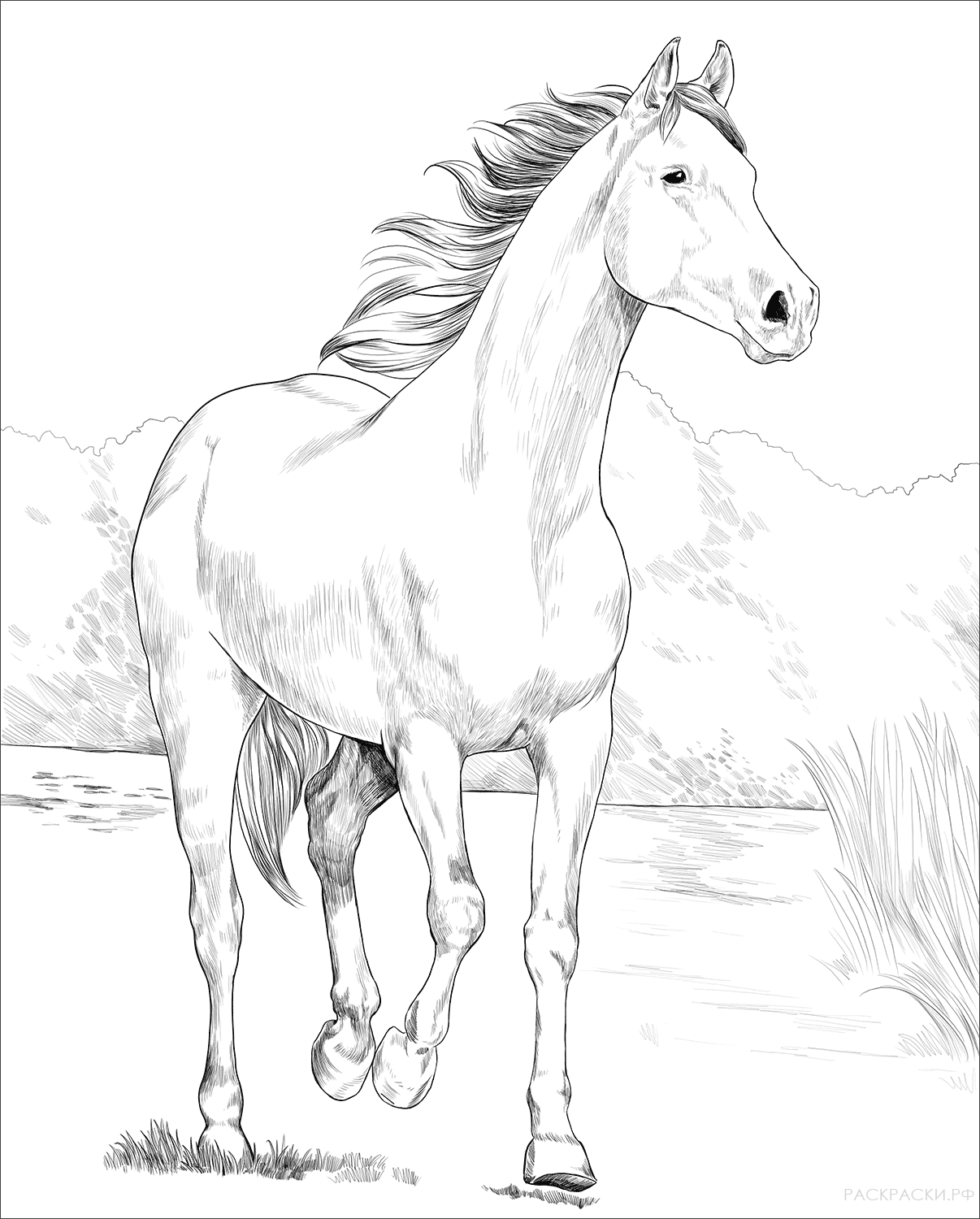 Раскраска Арабская лошадь