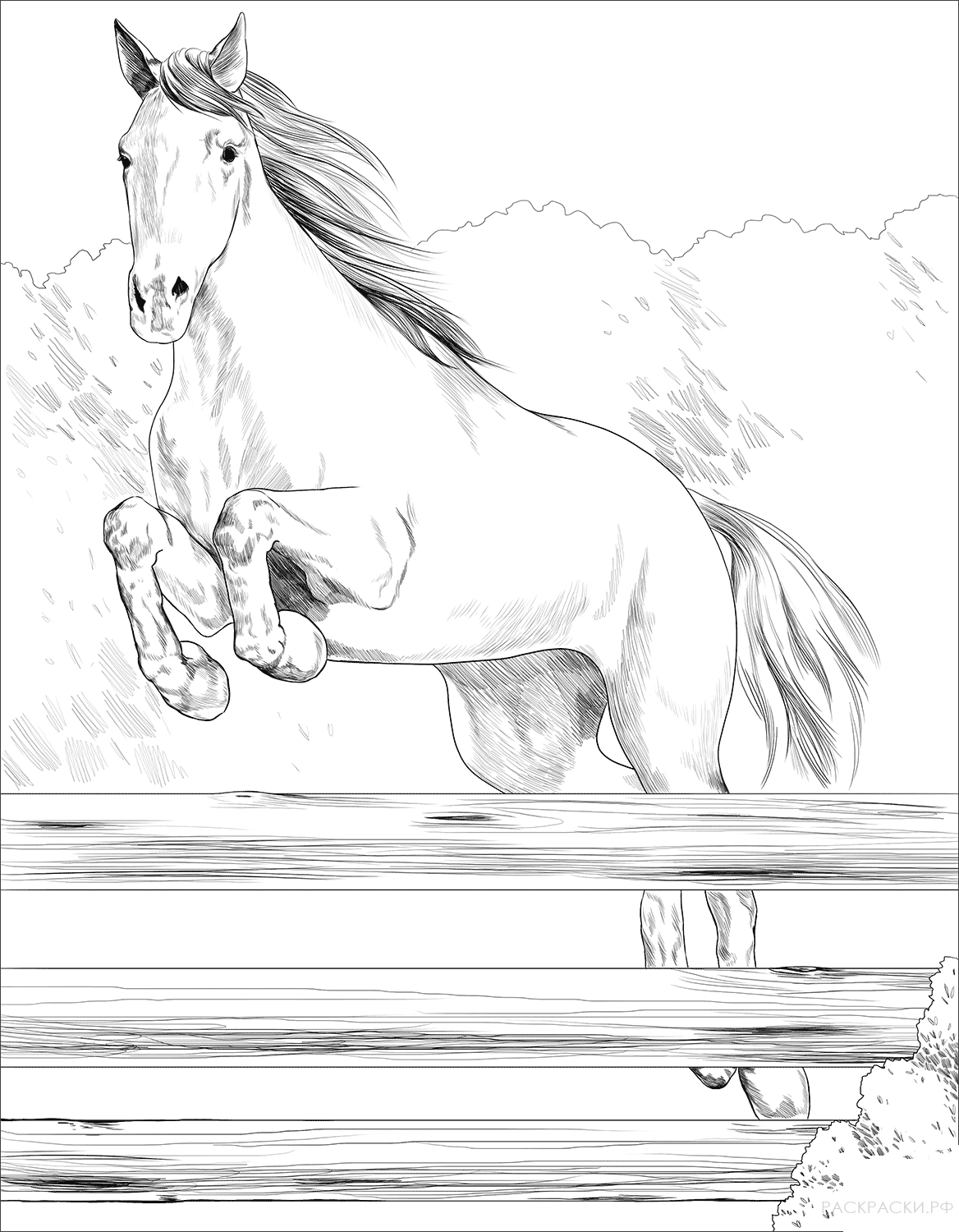 Раскраска Ирландская спортивная лошадь