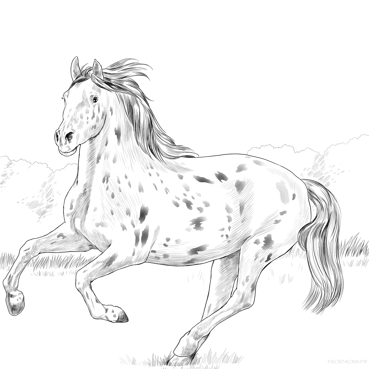 Раскраска Кнабструпская лошадь