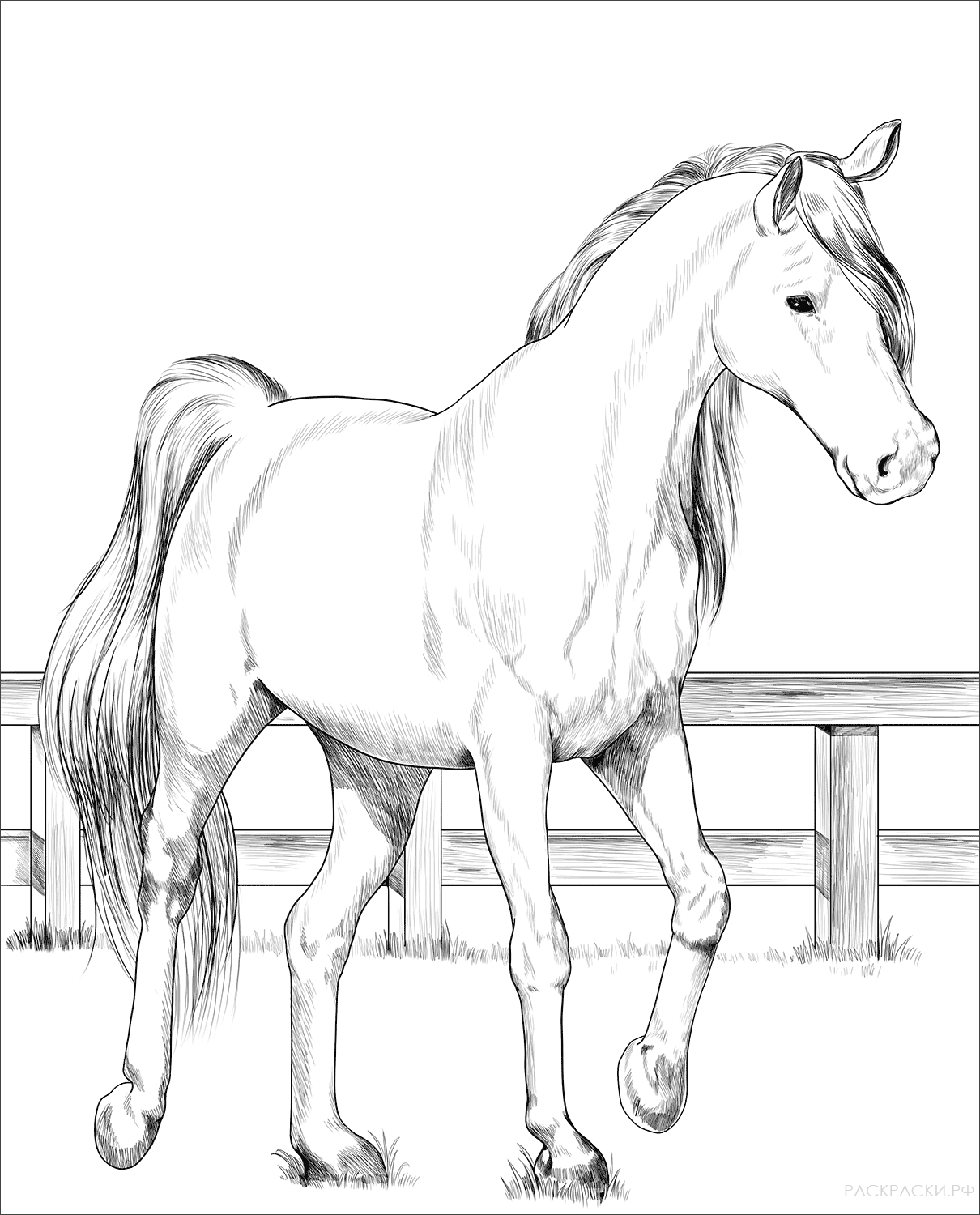Раскраска Тракененская лошадь